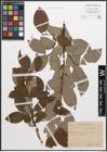 Foto von Salix caprea L. x Salix grandifolia Ser.